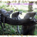 木柵動物園-白頸狐猴&環尾狐猴(022)