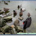 明池森林遊樂區-明池之黑天鵝、綠頭鴨群(038)