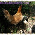 彰化田尾菁芳園-咕咕雞家族(069)