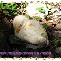 彰化田尾菁芳園-小咕咕雞(074)