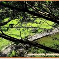 明池森林遊樂區-朝陽明池(177)