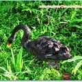 明池森林遊樂區-朝陽明池之黑天鵝(200)