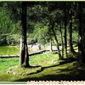 明池森林遊樂區-朝陽明池旁樹林(214)