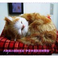 伊豆半島河津櫻/伊豆虹之鄉-沉睡的貓飾品(216)