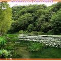 福山植物園-水中植物區一景(001)