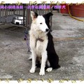 台東-新麗農場之牧羊犬(102)