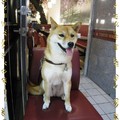 台北車站-地下街之柴犬(105)