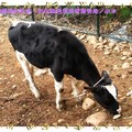 彰化-綠色環境學習營地之小牛(112)