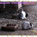 彰化-綠色環境學習營地之小兔(116)