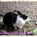 彰化-綠色環境學習營地之小兔(118)