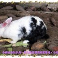 彰化-綠色環境學習營地之小兔(119)