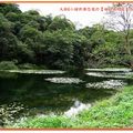 福山植物園-水中植物區之台灣萍蓬草(014)