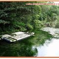 福山植物園-水中植物區之木筏與枯木(018)