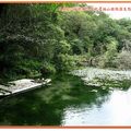 福山植物園-水中植物區之木筏與枯木(019)