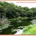 福山植物園-水中植物區之台灣萍蓬草(020)
