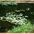 福山植物園-水中植物區之台灣萍蓬草(022)