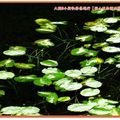 福山植物園-水中植物區之台灣萍蓬草(023)
