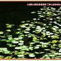 福山植物園-水中植物區之台灣萍蓬草(024)