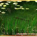 福山植物園-馬口魚(028)