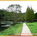 福山植物園-落羽松步道(030)