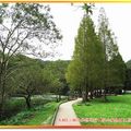 福山植物園-落羽松步道(031)