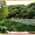 福山植物園-水中植物區(036)