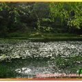 福山植物園-水中植物區之雨中即景(040)