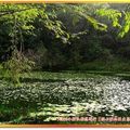 福山植物園-水中植物區之雨中即景(041)