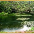 福山植物園-水中植物區之雨中即景(042)