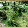 福山植物園-蕨類植物區(056)