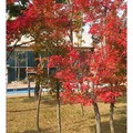 韓國慶州-楓紅(022)