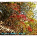韓國慶州-吐含山石窟庵之楓紅(037)