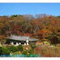 韓國慶州-吐含山石窟庵之楓紅(038)