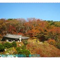 韓國慶州-吐含山石窟庵之楓紅(039)