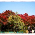 韓國慶州-佛國寺之楓紅(053)