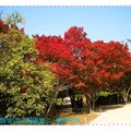 韓國慶州-佛國寺之楓紅(055)