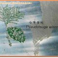 福山植物園-台灣黃杉圖示(093)