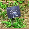 福山植物園-台灣紅豆杉牌子(095)