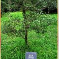 福山植物園-厚皮香(115)