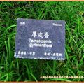 福山植物園-厚皮香(116)