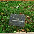 福山植物園-苦樹(119)