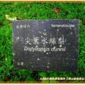 福山植物園-尖葉水絲梨牌子(133)