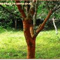 福山植物園-黃土樹(大葉櫻)(135)
