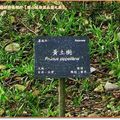 福山植物園-黃土樹牌子(136)