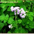 福山植物園-紫花藿香薊(137)