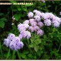 福山植物園-紫花藿香薊(138)