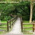 福山植物園-木橋(142)