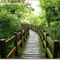 福山植物園-木橋(144)