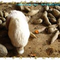 彰化-綠色環境學習營地之小兔(125)