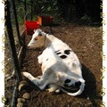 彰化-綠色環境學習營地之小牛(131)